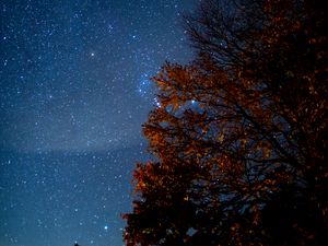 Preview wallpaper tree, starry sky, night, stars, darkness