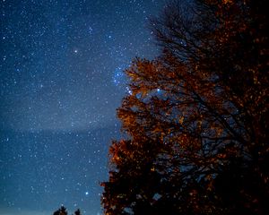 Preview wallpaper tree, starry sky, night, stars, darkness