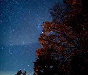 Preview wallpaper tree, starry sky, night, stars, darkness