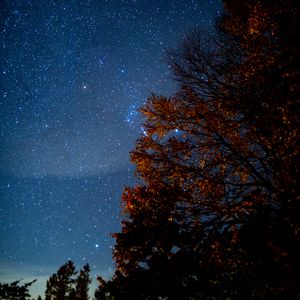 Preview wallpaper tree, starry sky, night, stars, darkness