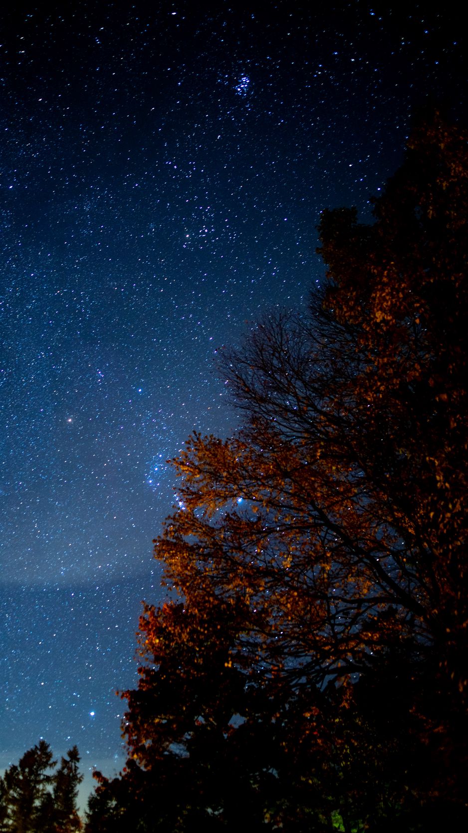 Download Wallpaper 938x1668 Tree Starry Sky Night Stars Darkness