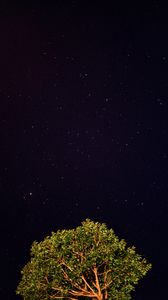 Preview wallpaper tree, starry sky, night, stars, dark