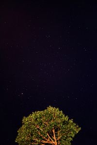 Preview wallpaper tree, starry sky, night, stars, dark