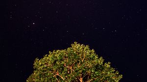 Preview wallpaper tree, starry sky, night, stars, dark