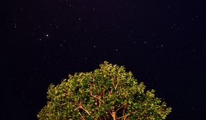Preview wallpaper tree, starry sky, night, stars, dark