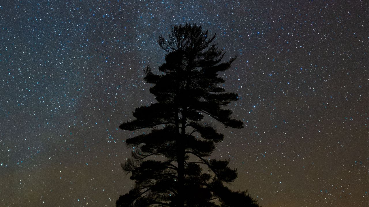 Wallpaper tree, starry sky, night, dark, darkness
