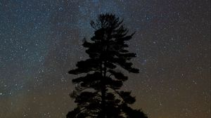 Preview wallpaper tree, starry sky, night, dark, darkness