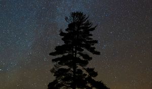 Preview wallpaper tree, starry sky, night, dark, darkness
