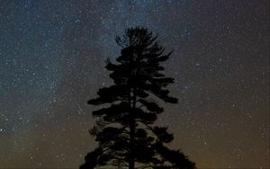 Preview wallpaper tree, starry sky, night, dark, darkness