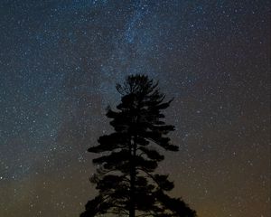 Preview wallpaper tree, starry sky, night, dark, darkness