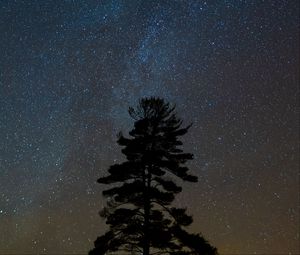 Preview wallpaper tree, starry sky, night, dark, darkness