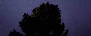 Preview wallpaper tree, starry sky, night, dark