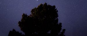 Preview wallpaper tree, starry sky, night, dark