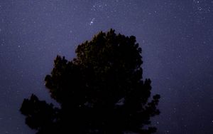 Preview wallpaper tree, starry sky, night, dark