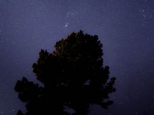 Preview wallpaper tree, starry sky, night, dark