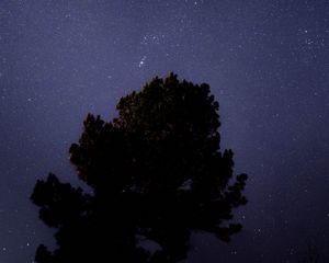 Preview wallpaper tree, starry sky, night, dark