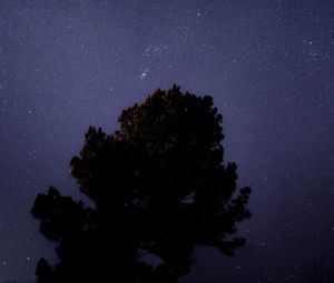 Preview wallpaper tree, starry sky, night, dark