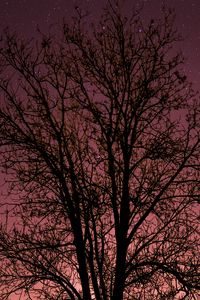Preview wallpaper tree, starry sky, stars, night