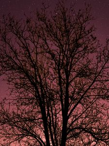 Preview wallpaper tree, starry sky, stars, night