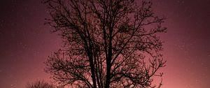 Preview wallpaper tree, starry sky, stars, night