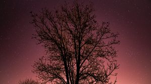 Preview wallpaper tree, starry sky, stars, night