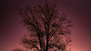 Preview wallpaper tree, starry sky, stars, night
