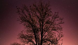 Preview wallpaper tree, starry sky, stars, night