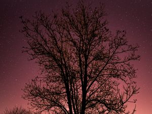 Preview wallpaper tree, starry sky, stars, night