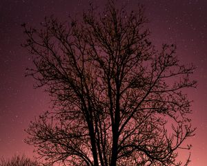 Preview wallpaper tree, starry sky, stars, night