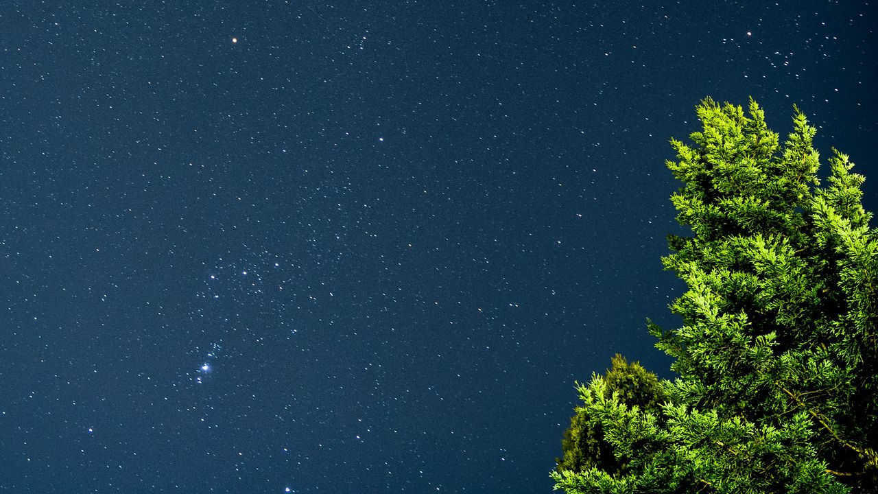 Wallpaper tree, starry sky, stars, night, branches, leaves, green