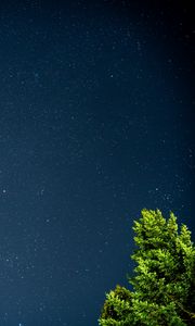 Preview wallpaper tree, starry sky, stars, night, branches, leaves, green