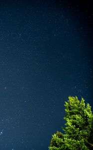 Preview wallpaper tree, starry sky, stars, night, branches, leaves, green