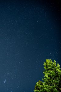 Preview wallpaper tree, starry sky, stars, night, branches, leaves, green