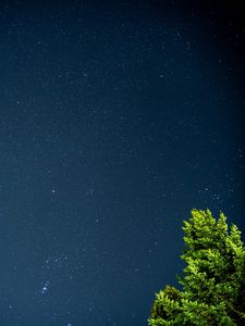 Preview wallpaper tree, starry sky, stars, night, branches, leaves, green
