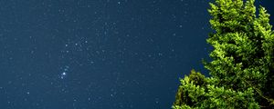 Preview wallpaper tree, starry sky, stars, night, branches, leaves, green