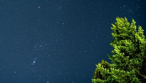 Preview wallpaper tree, starry sky, stars, night, branches, leaves, green
