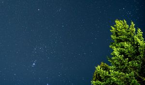 Preview wallpaper tree, starry sky, stars, night, branches, leaves, green