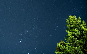 Preview wallpaper tree, starry sky, stars, night, branches, leaves, green