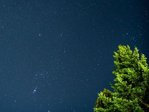 Preview wallpaper tree, starry sky, stars, night, branches, leaves, green