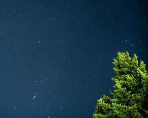 Preview wallpaper tree, starry sky, stars, night, branches, leaves, green