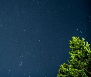 Preview wallpaper tree, starry sky, stars, night, branches, leaves, green