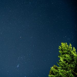 Preview wallpaper tree, starry sky, stars, night, branches, leaves, green