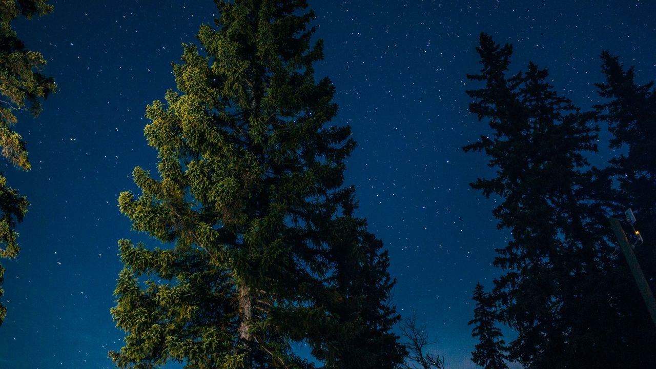 Wallpaper tree, starry sky, stars