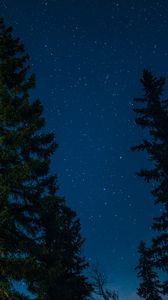 Preview wallpaper tree, starry sky, stars