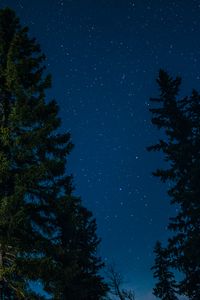 Preview wallpaper tree, starry sky, stars