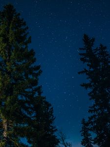 Preview wallpaper tree, starry sky, stars