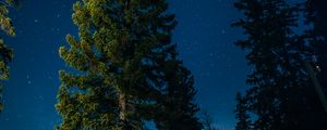 Preview wallpaper tree, starry sky, stars