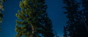 Preview wallpaper tree, starry sky, stars