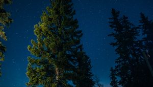 Preview wallpaper tree, starry sky, stars