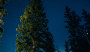 Preview wallpaper tree, starry sky, stars